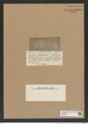 Rhizosolenia arafurensis Castr. (de-Toni-Nr.: Genus 114, Species 3293) Zeichnungen Sammlung Grunow Nr. 6679 (NHMW-BOT-W0375474)